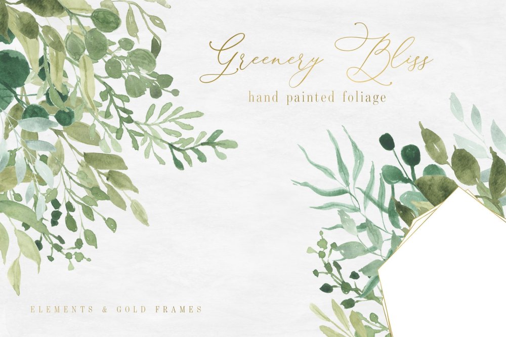 Веточка эвкалипта на белом фоне