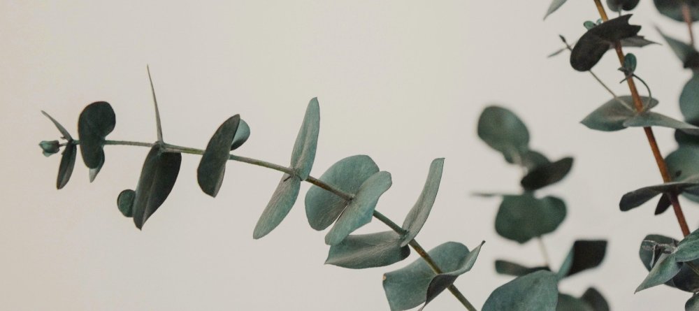 Зеленые эвкалиптовые ветки на белом фоне