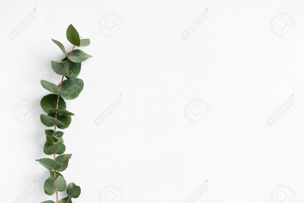 Фон акварельный эвкалипт