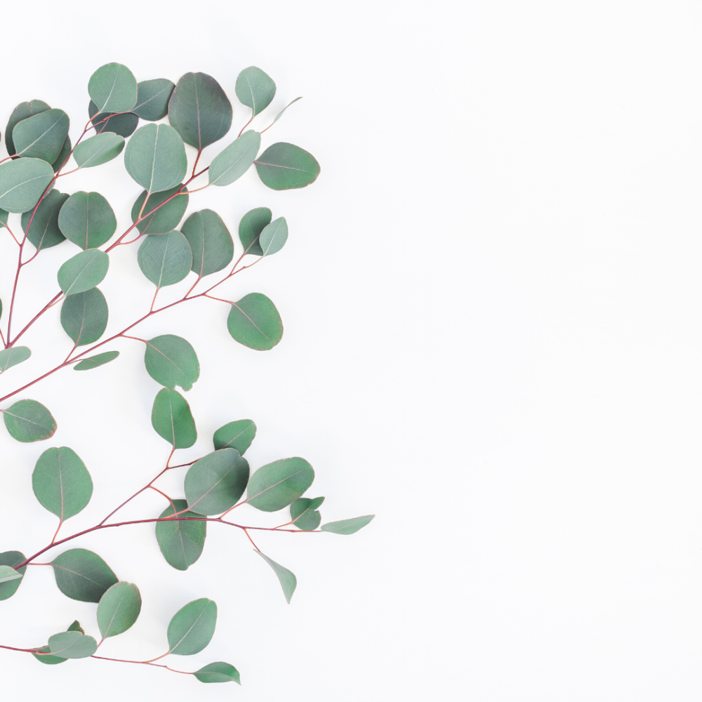 Акварельные листья эвкалипта