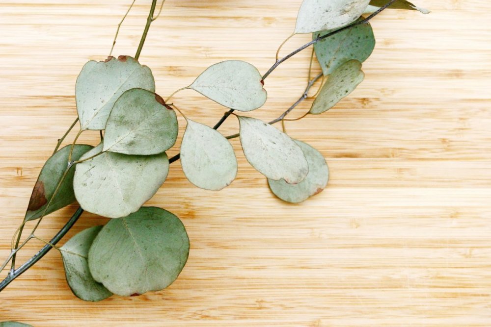 Рамка для текста эвкалипт