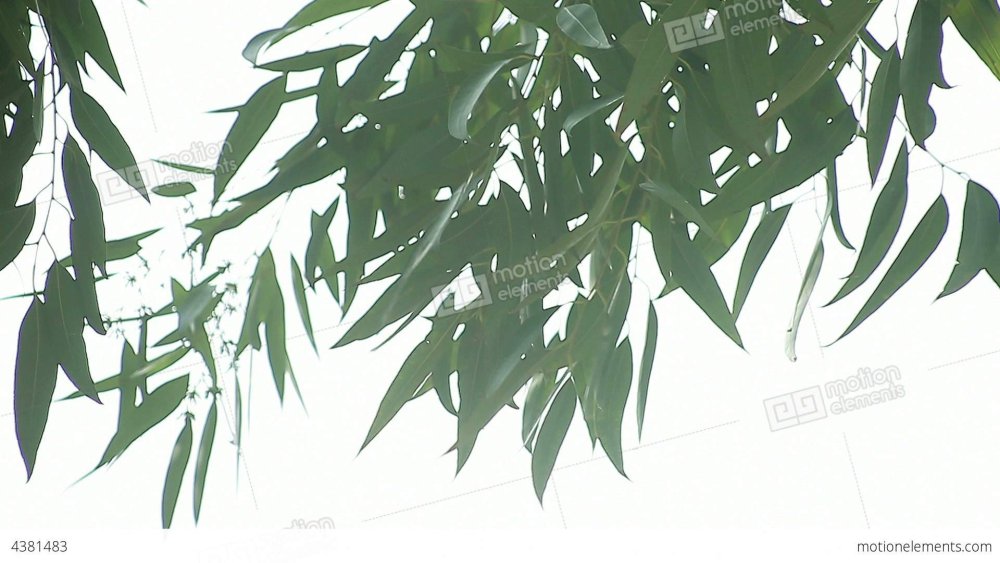 Листочки эвкалипт вид сверху