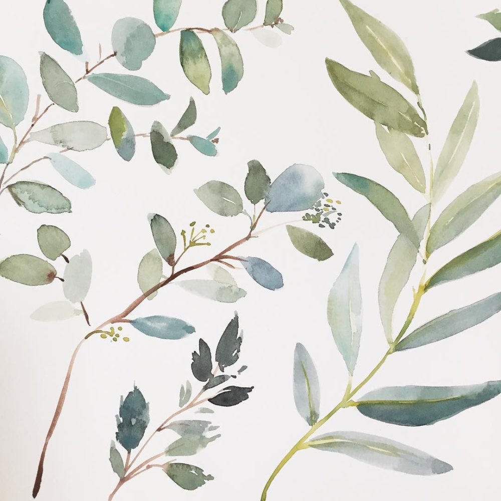 Эвкалиптовые листья