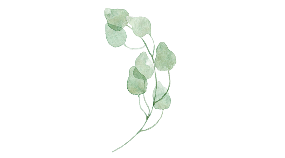 Эвкалипт монетчатый