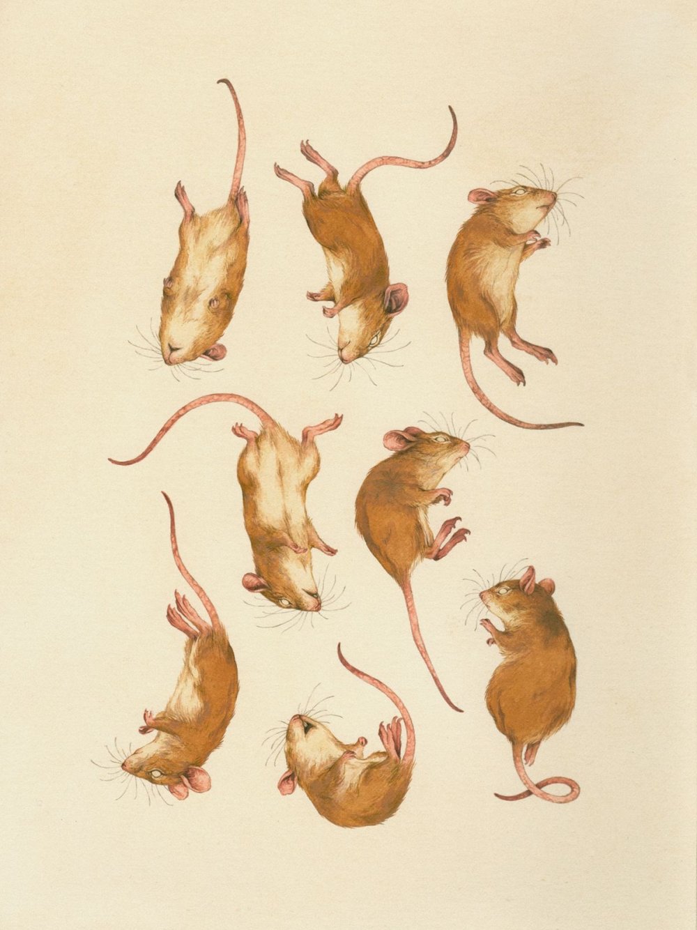 Мышь в прыжке