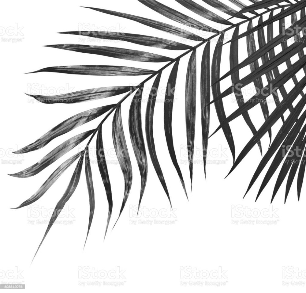 Пальмовые листья черно белые