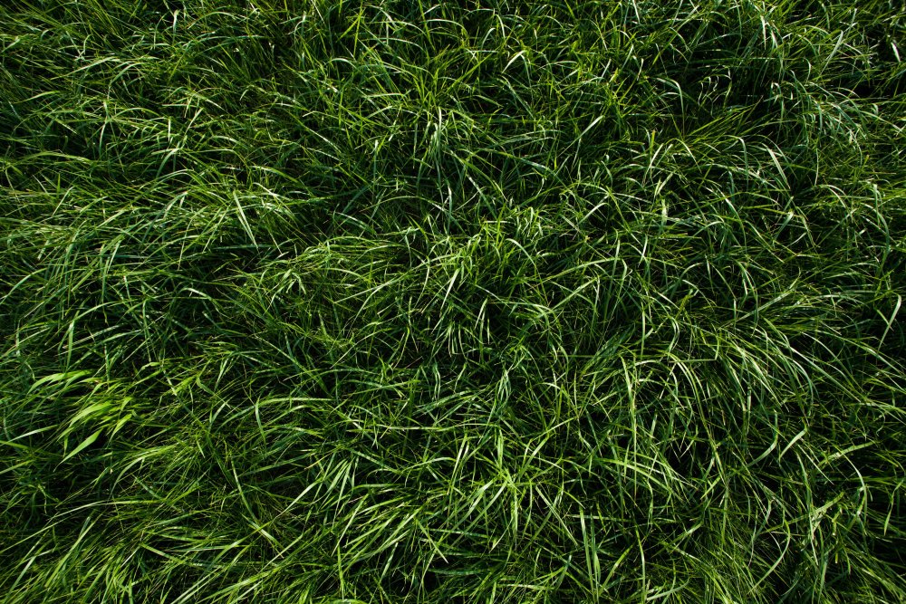 Трава сверху - 64 фото