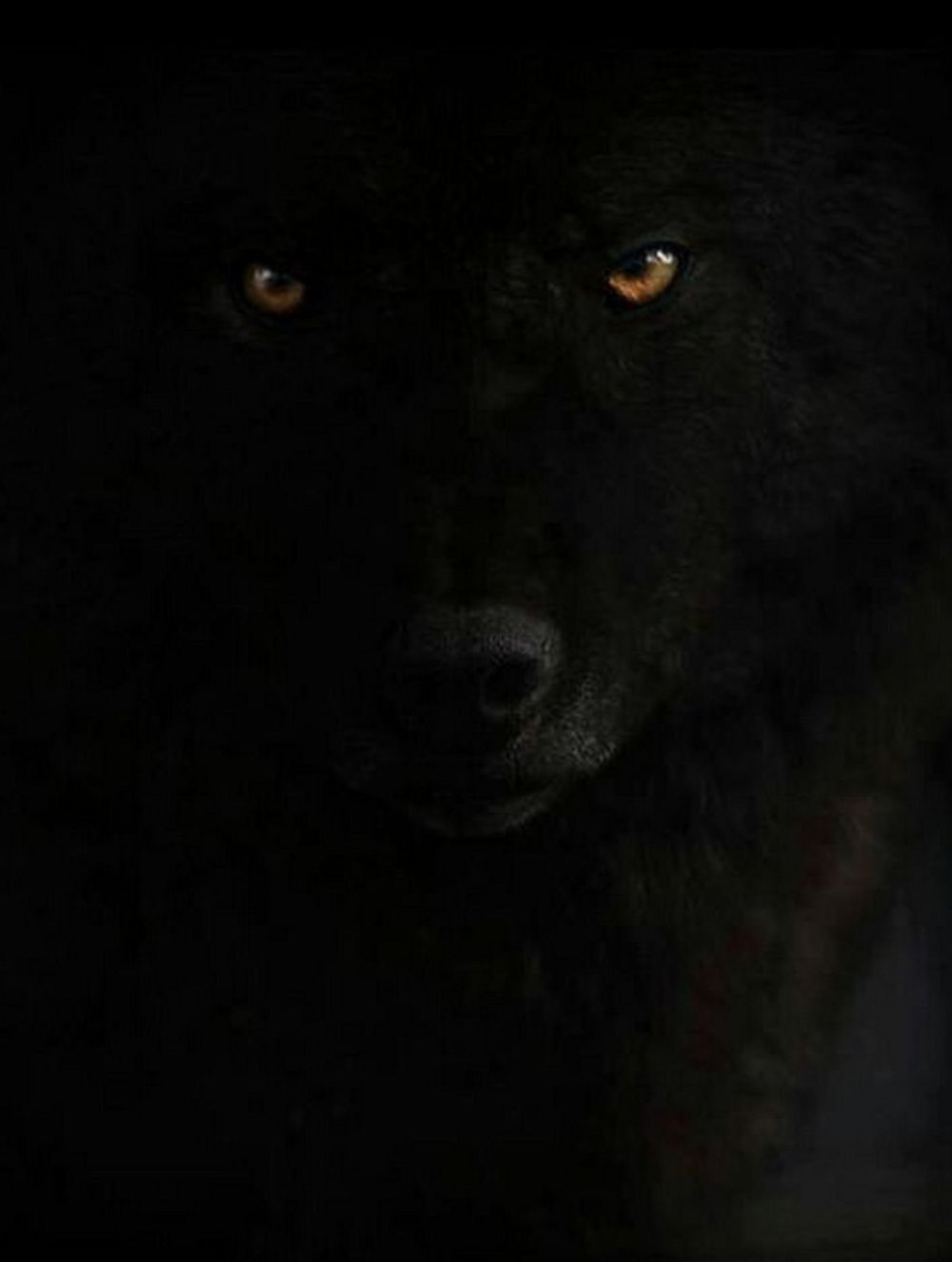 Злые глаза волка