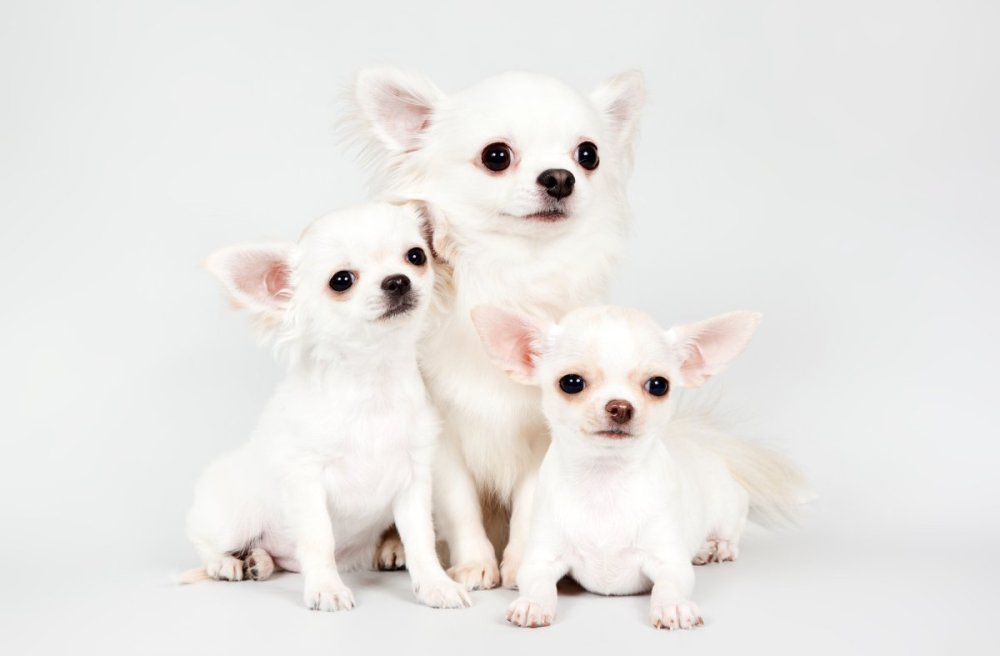 Щенки Чихуахуа - Фотографии маленьких собачек клуба Mini-Dogs