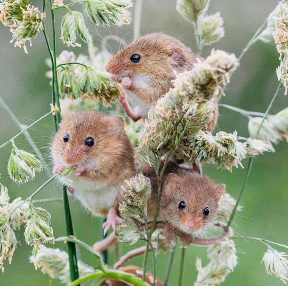 Детеныш мыши полевки