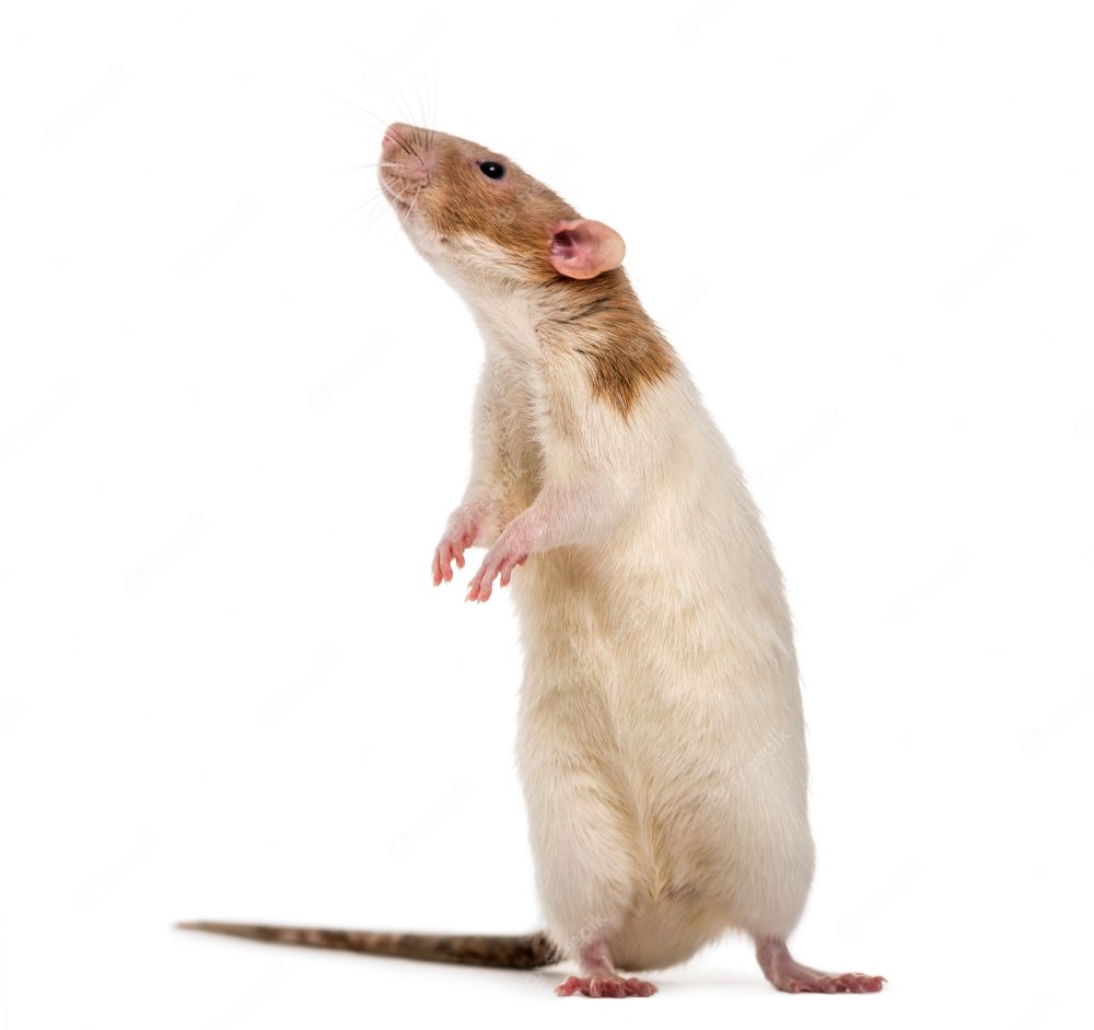 Крыса стоящая на задних лапах