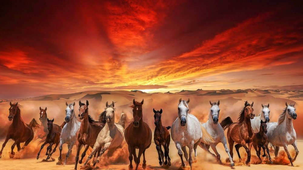 Табун лошадей