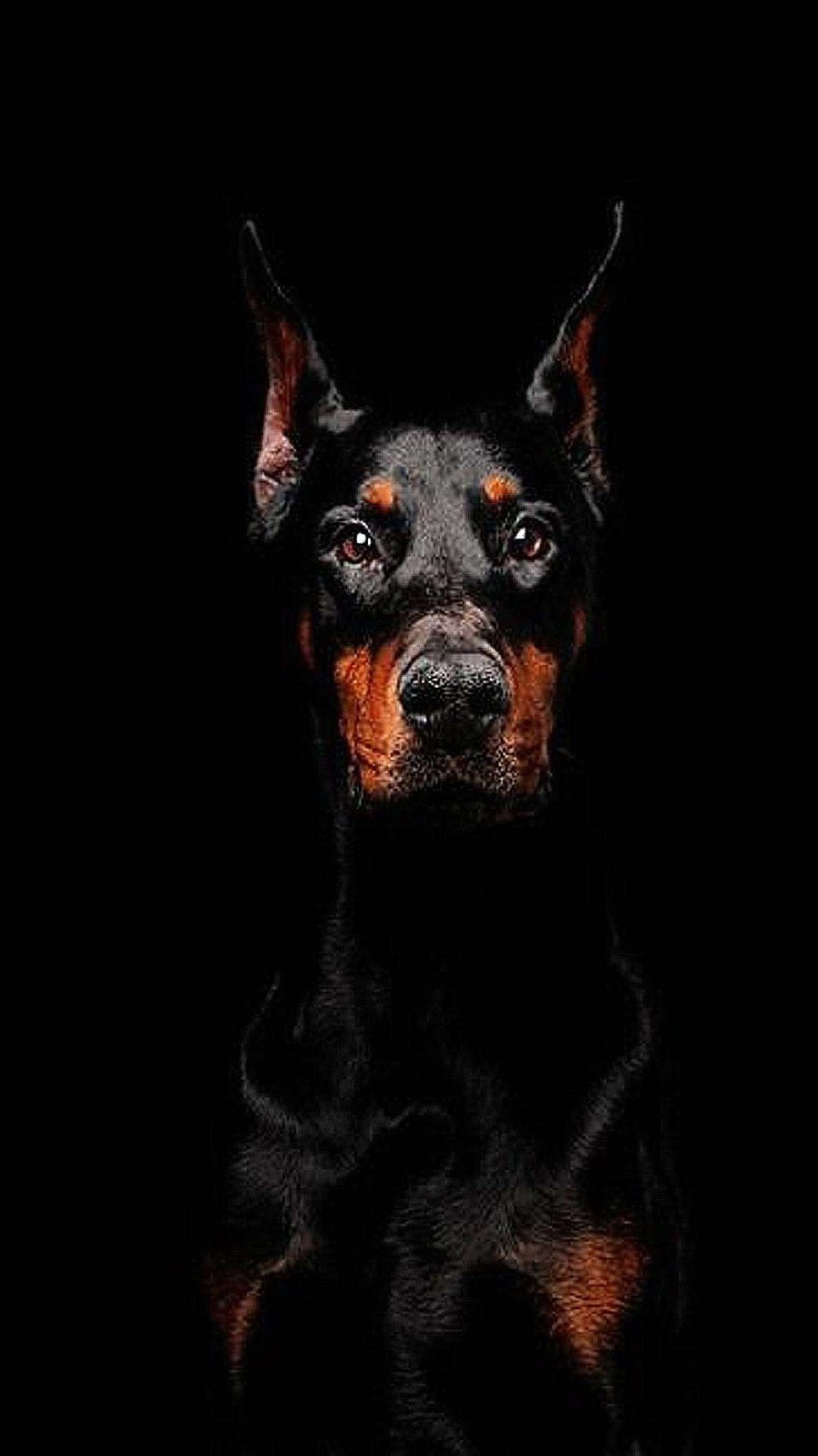 Злая черная собака