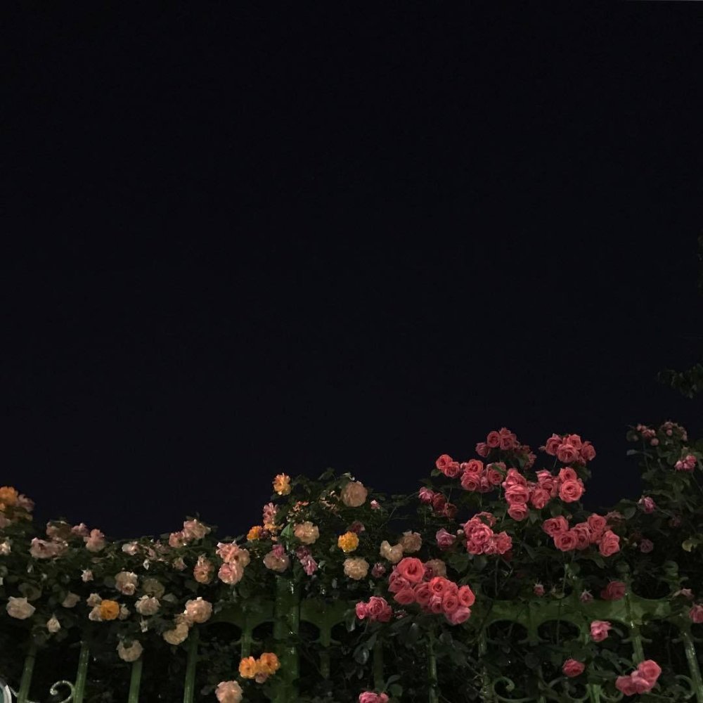 Цветы ночью Эстетика
