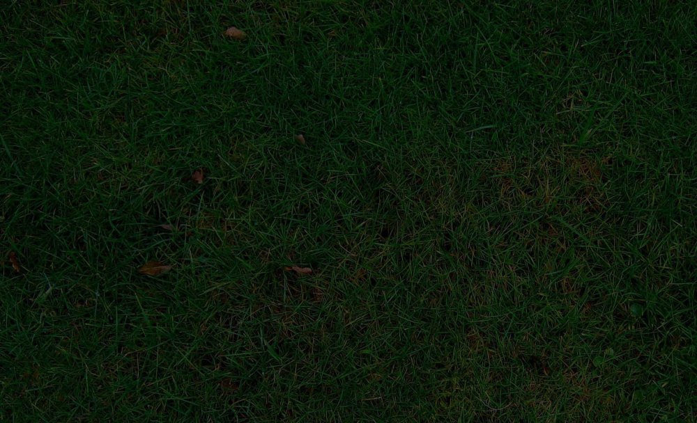 Трава вид сверху - 65 фото