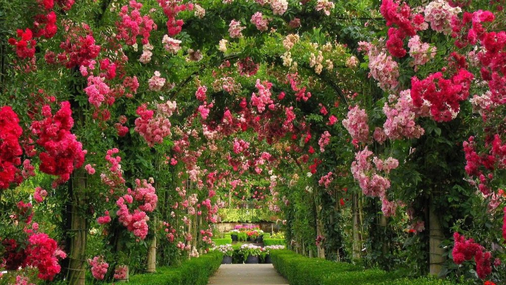 Розы плетистые Гарден. Сад Кавати Фудзи. Ботанический сад плетистые розы. Сады Бутчартов в Канаде розарий. Твой сад розы