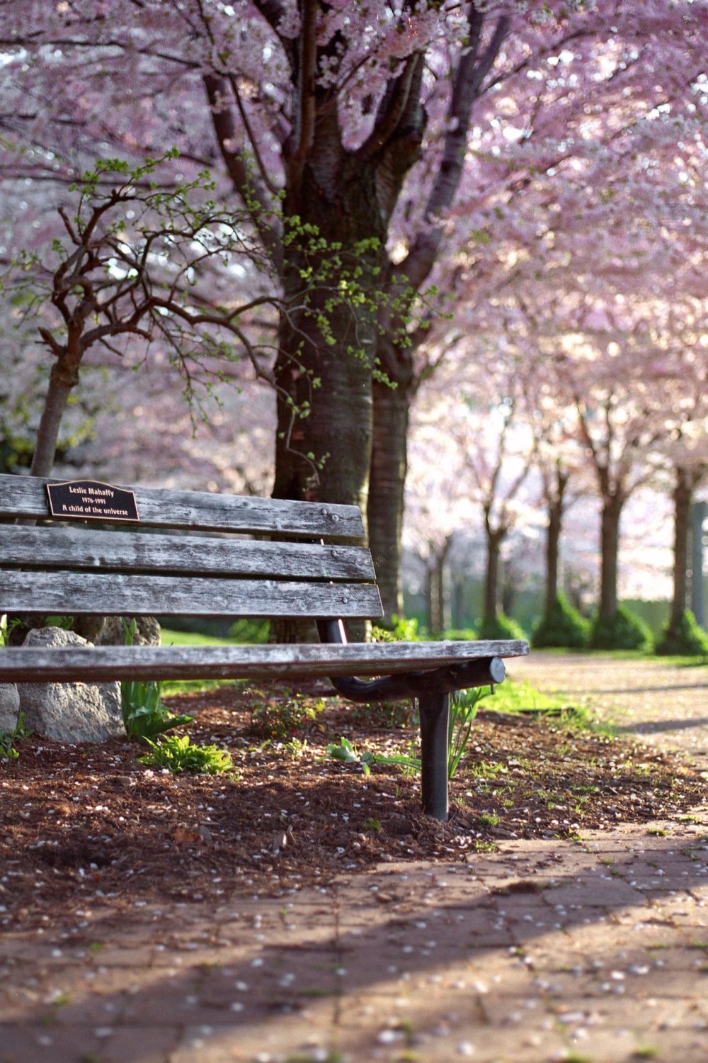 Скамейка в парке весной