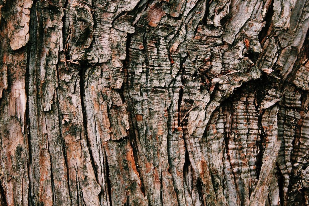 Фон кора дерева - 64 фото