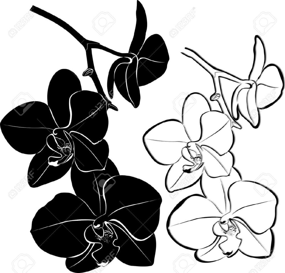 Контурный силуэт орхидеи