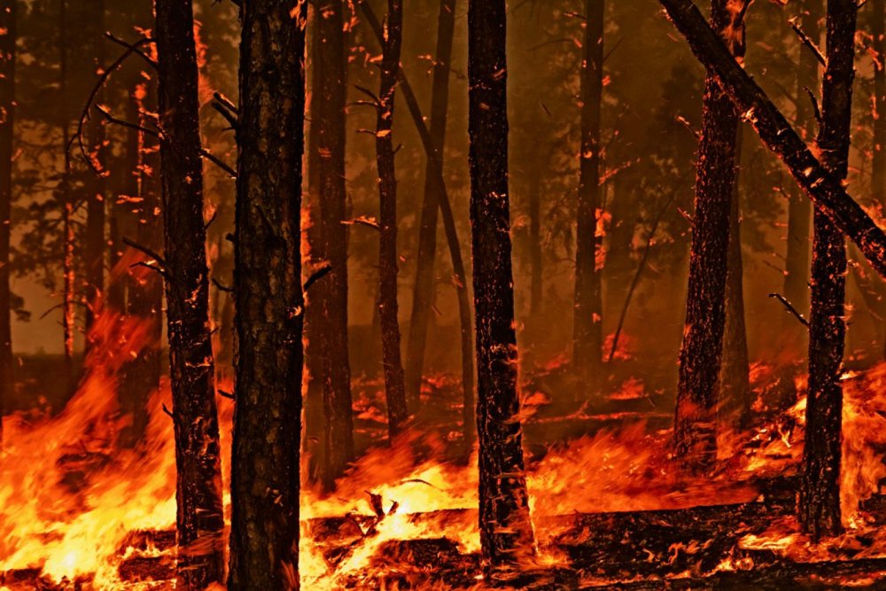 Мокрые леса загорались величественными багряными. Лес в огне. Горящее дерево в лесу. Пейзаж горящего леса. Пожар в лесу арт.