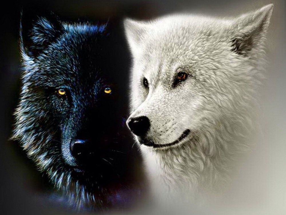 Два волка черный и белый - 81 фото