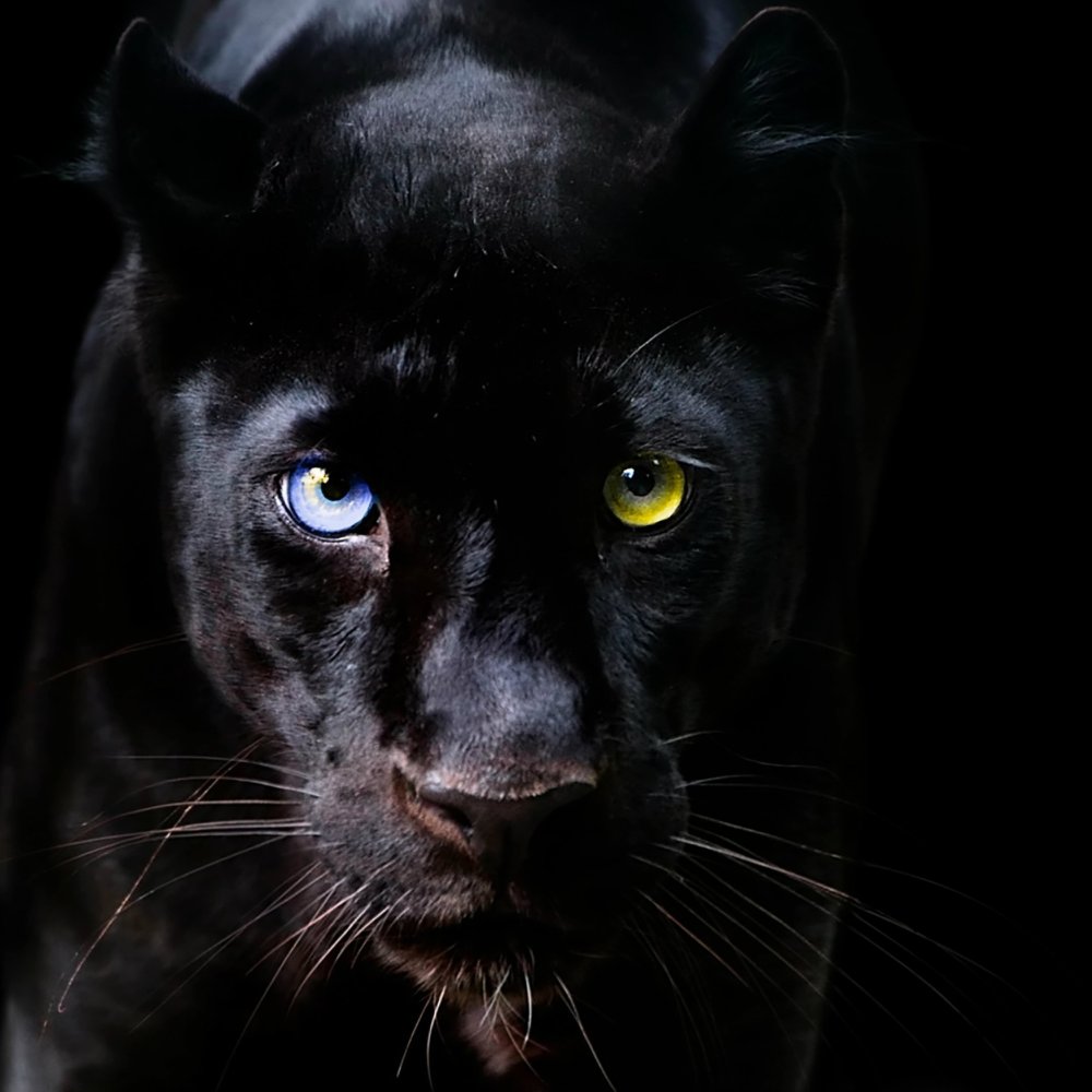 Черная пантера в темноте