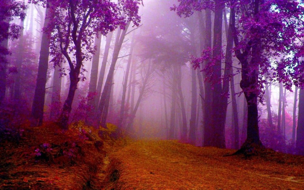 Фиолетовый лес фон - фото и картинки gkhyarovoe.ru