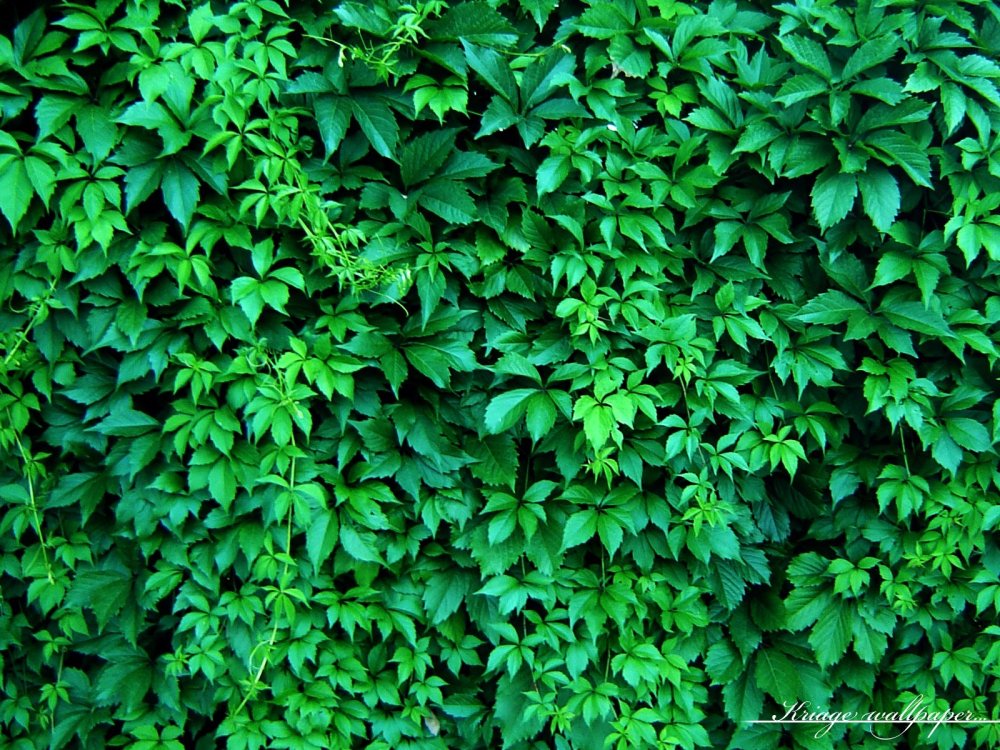Зеленые кусты - 78 фото