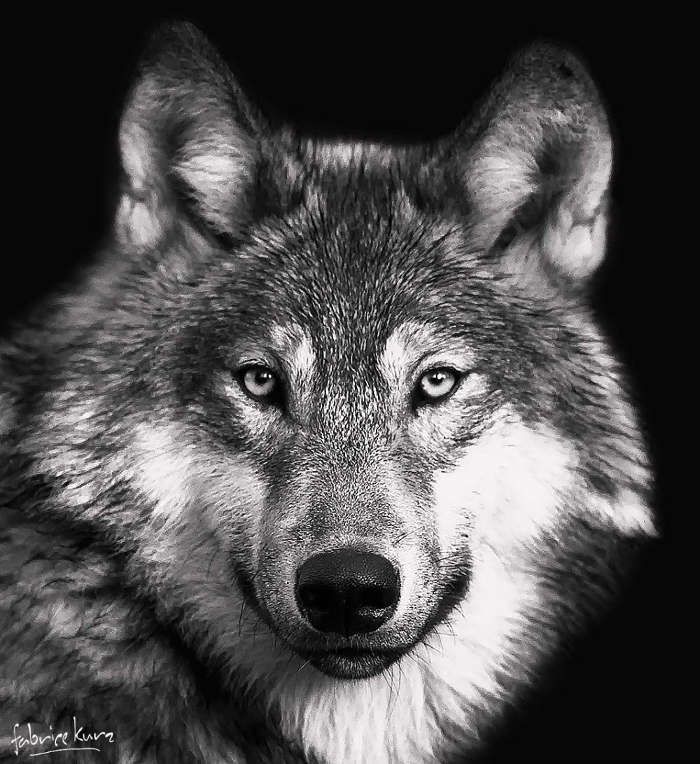 волк черно белое фото