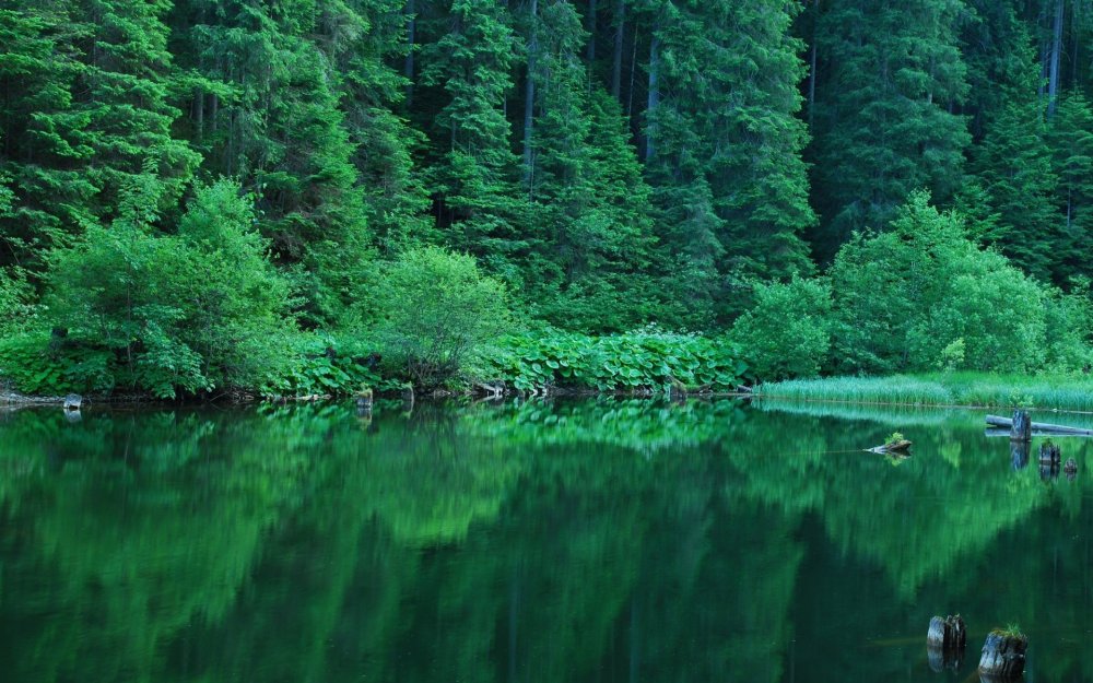 Изображения по запросу Озеро в лесу