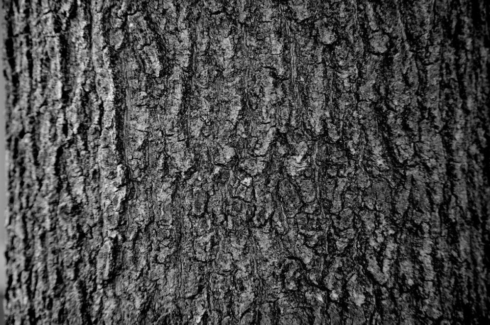 Кора дерева фактура - 62 фото