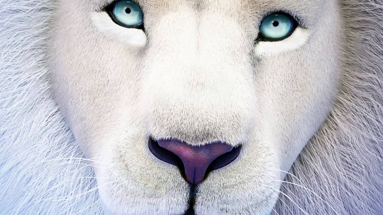 Лев 003. Белый Лев. Белый Лев с голубыми глазами. Глаза белого Льва. Белый Лев 3d.