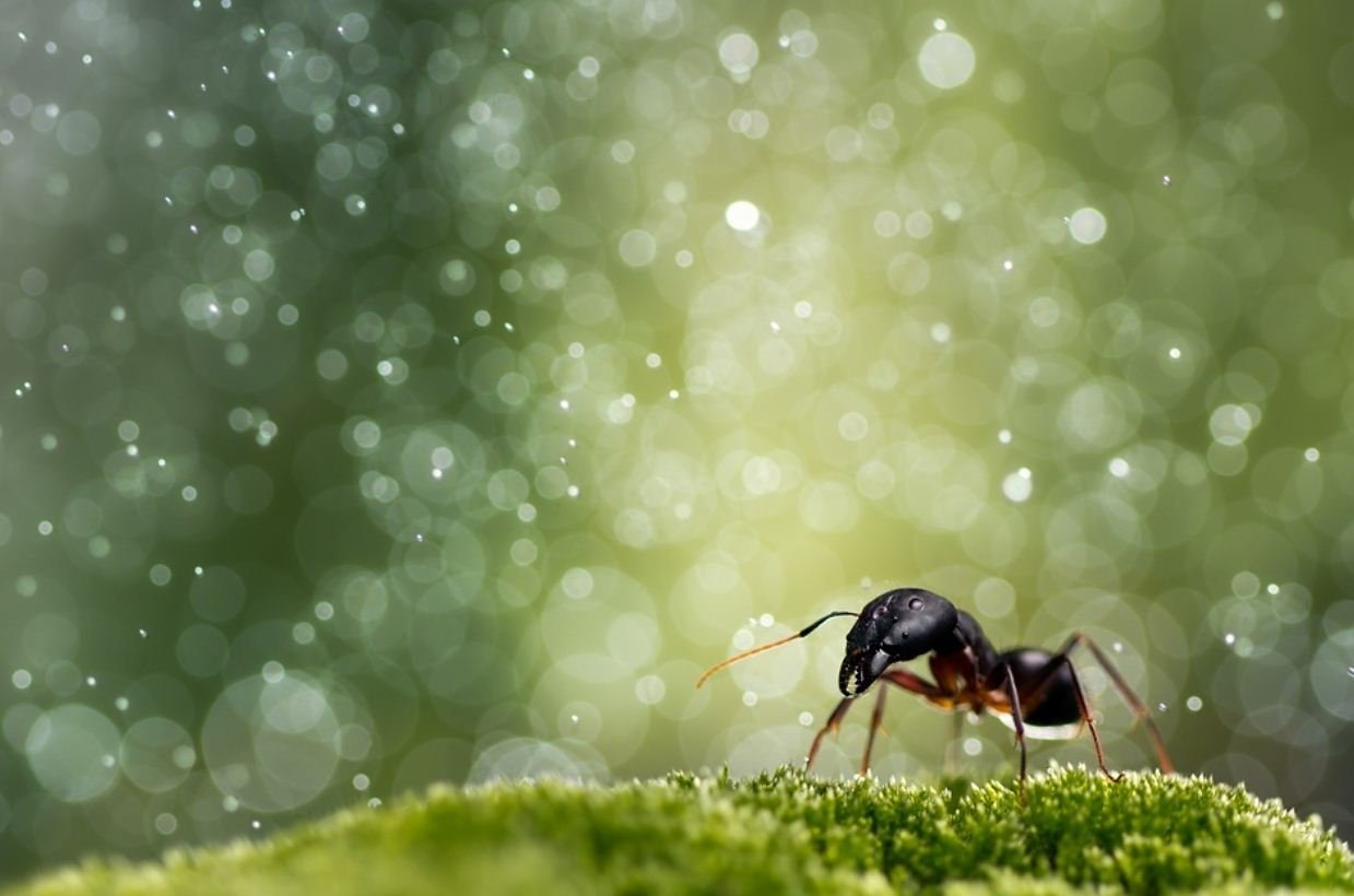 Улитка муравей. Муравей. Муравей на травинке. Мир насекомых. Муравьи в природе.