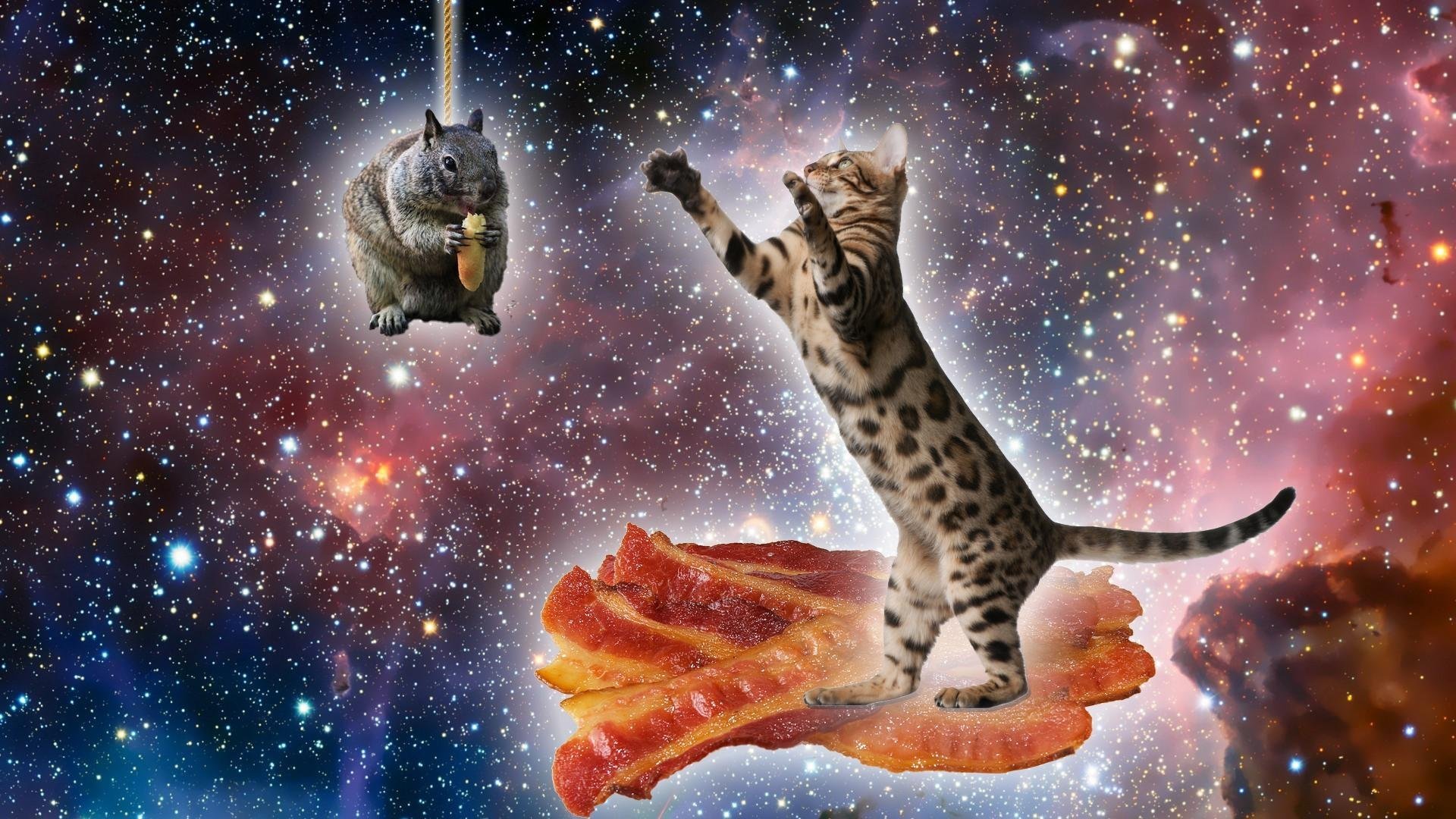 Обои котики мемы. Космические котики. Котенок в космосе. Кот на фоне космоса. Летающие коты.