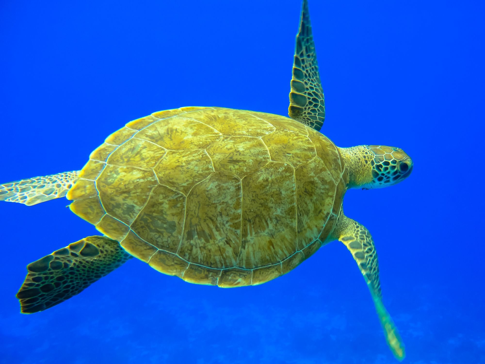 Среда обитания зеленой черепахи. Зеленая суповая черепаха. Зеленая (суповая морская черепаха). Морская черепаха Хоксбилла. Сероспинная лопастная черепаха.
