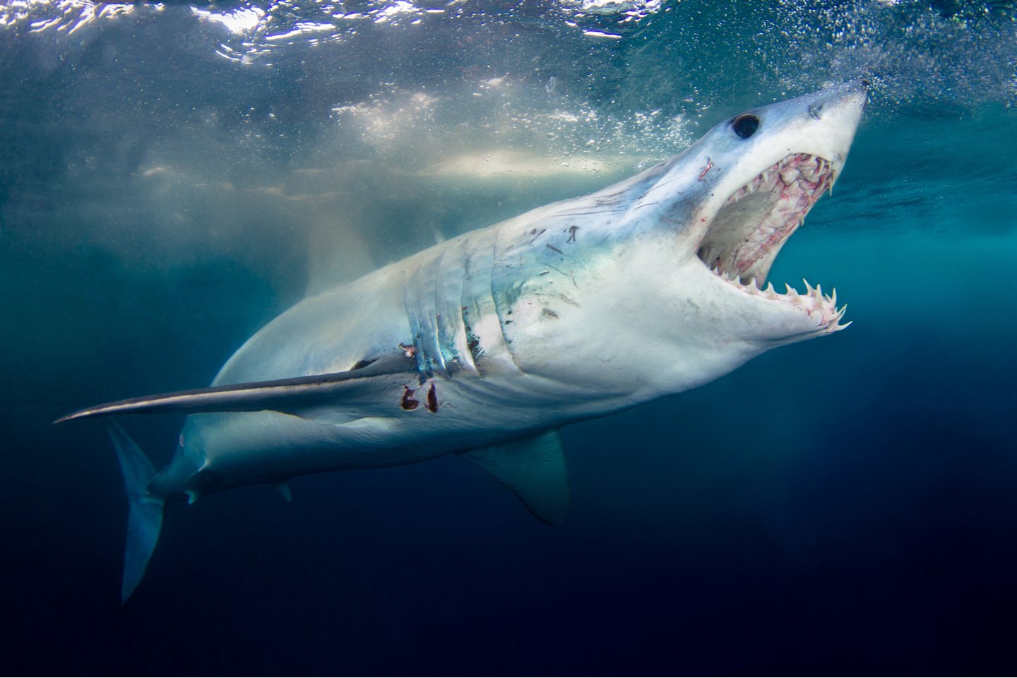 Акула мако опасна ли для человека. Серо голубая акула мако. Акула мако Шарк. Белая акула мако.
