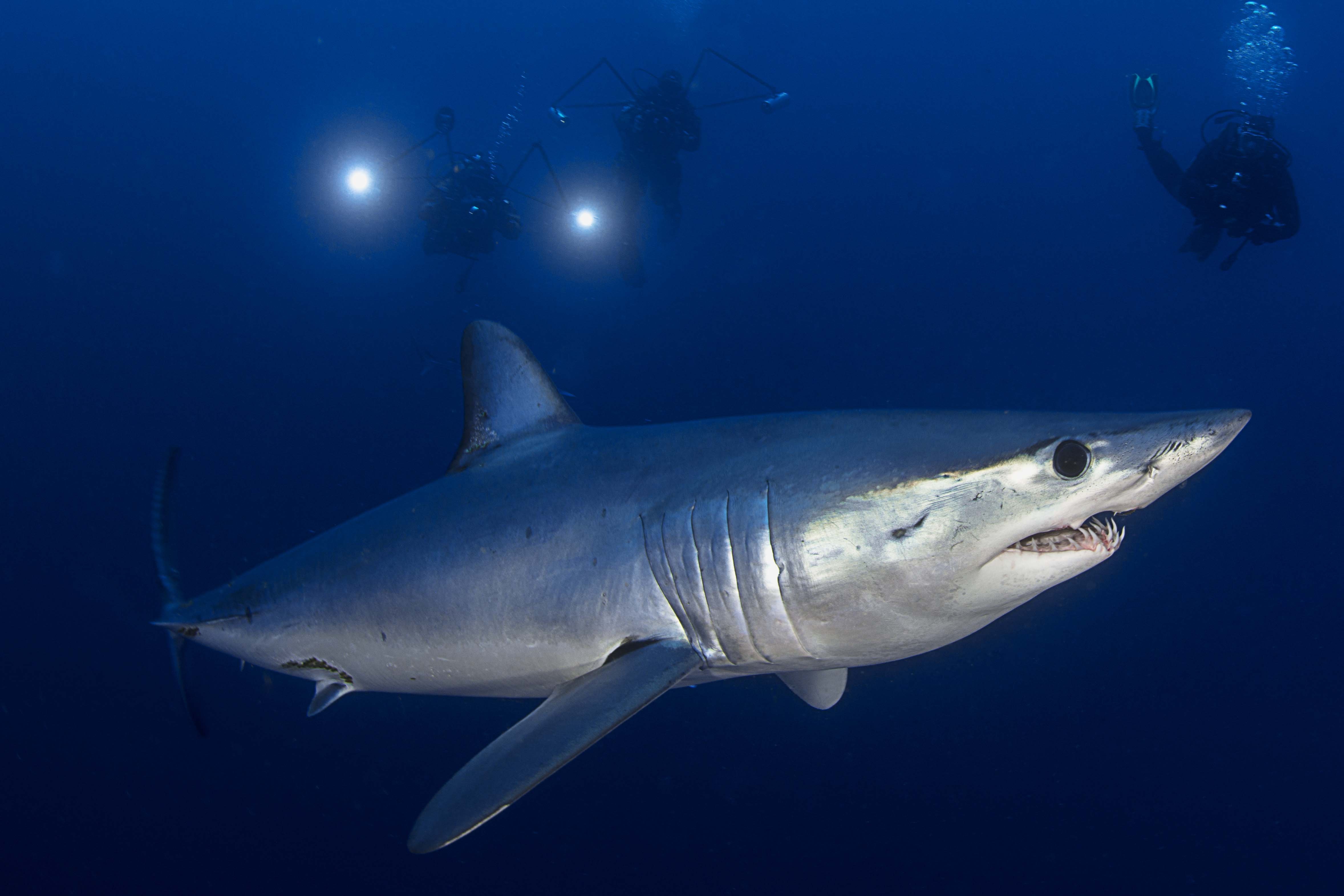 Акула мако опасна ли для человека. Тихоокеанская сельдевая акула. Тихоокеанская сельдёвая (лососёвая) акула. Акула мако. Атлантическая сельдевая акула.