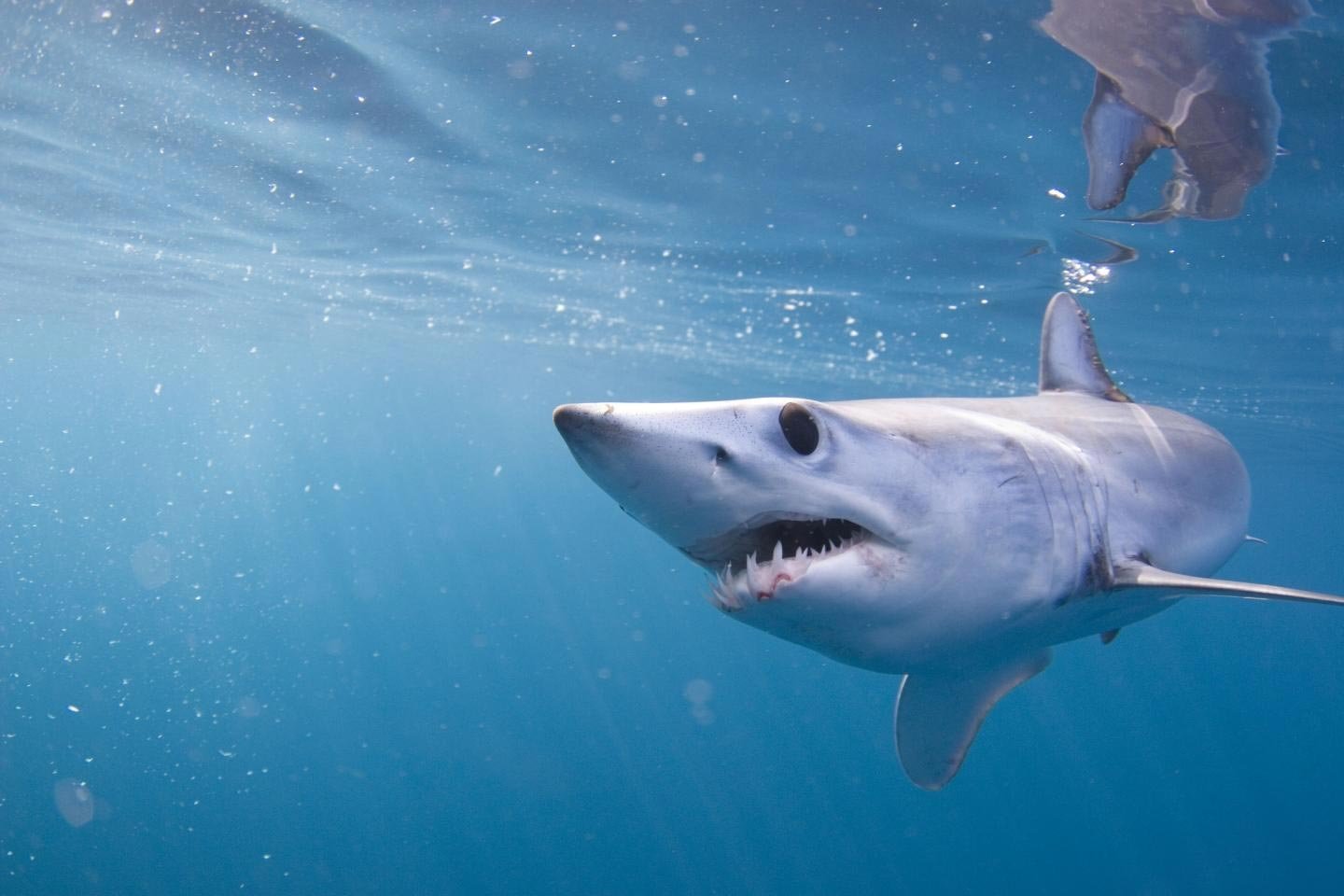 Акула мако опасна ли для человека. Акула мако. Голубая акула мако. Серо голубая акула мако. Акула-мако (серо-голубая акула).