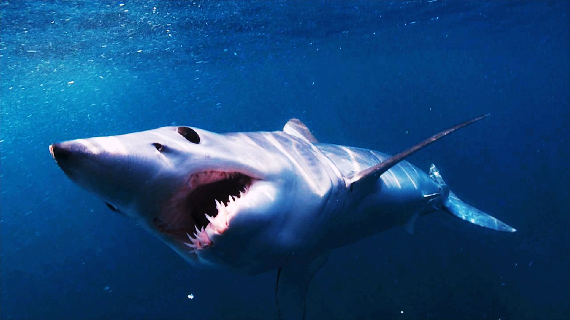 Акула мако опасна ли для человека. Акула мако. Isurus oxyrinchus акула мако. Серо голубая акула мако. Акула-мако (серо-голубая акула).