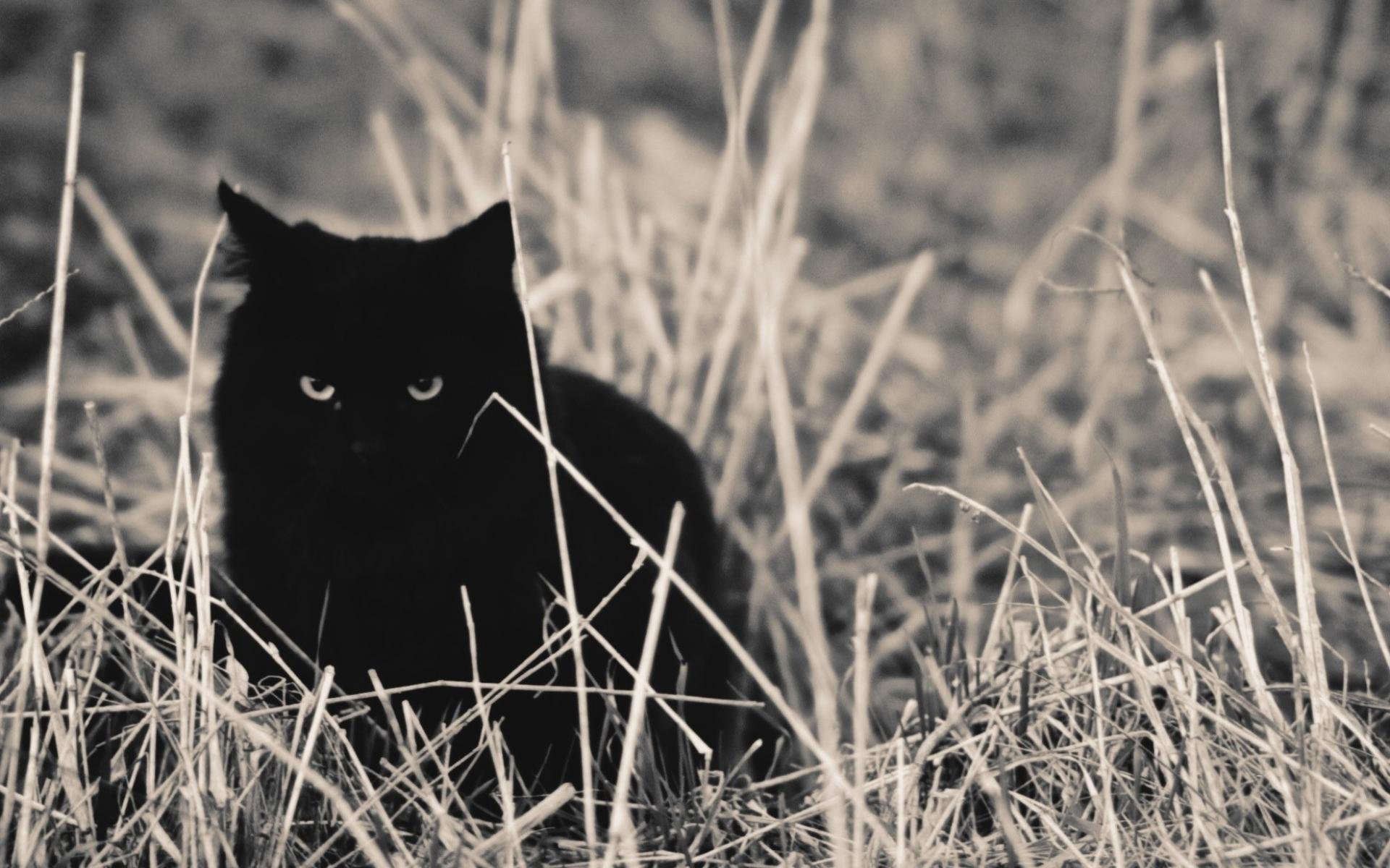 Черней черных картинки. Чёрный кот. Серьезный черный кот. Черный кот в траве. Черный кот охотится.
