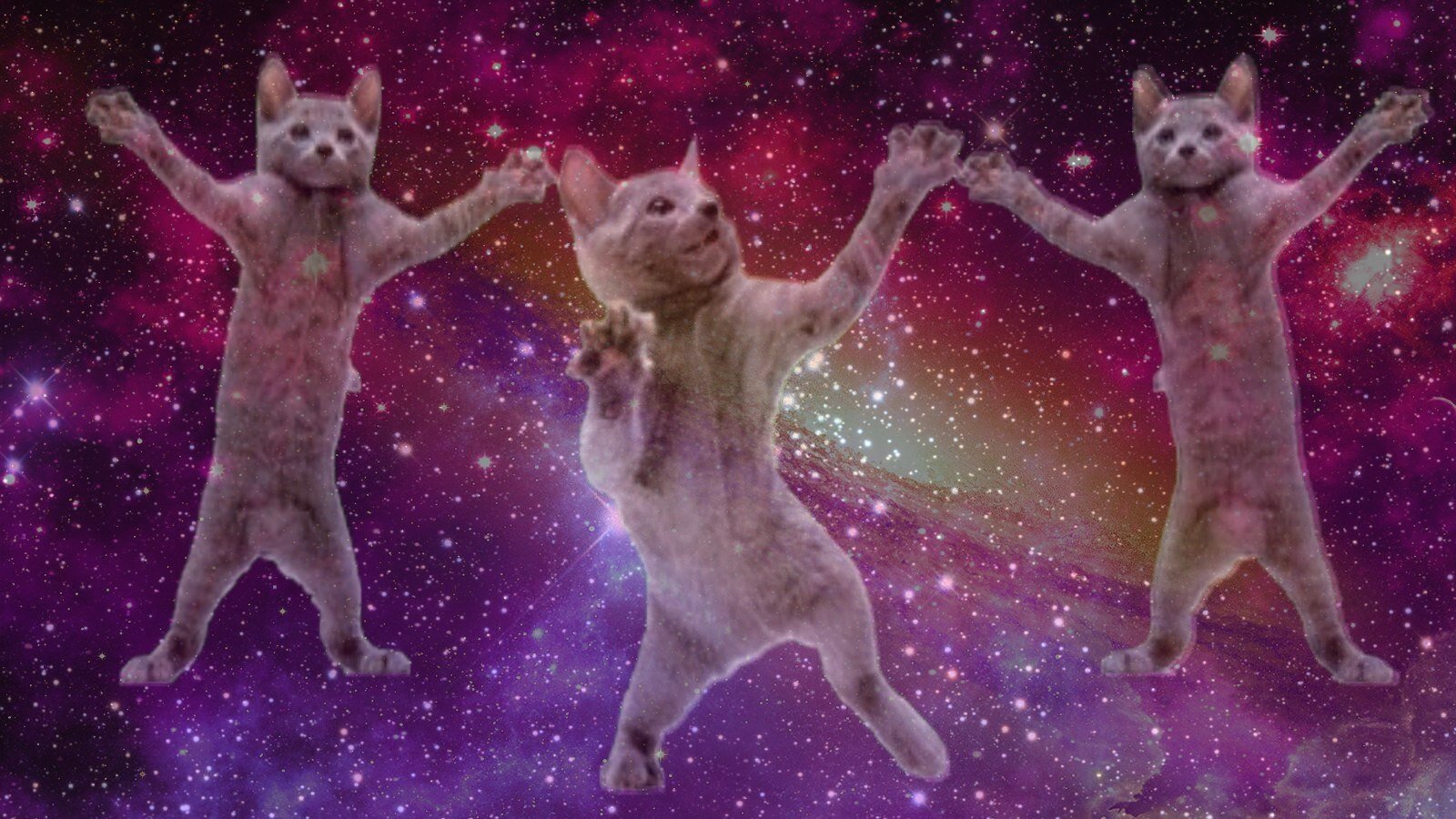Обои котики мемы. Кот в космосе. Котенок в космосе. Кот на фоне космоса. Упоротые коты.