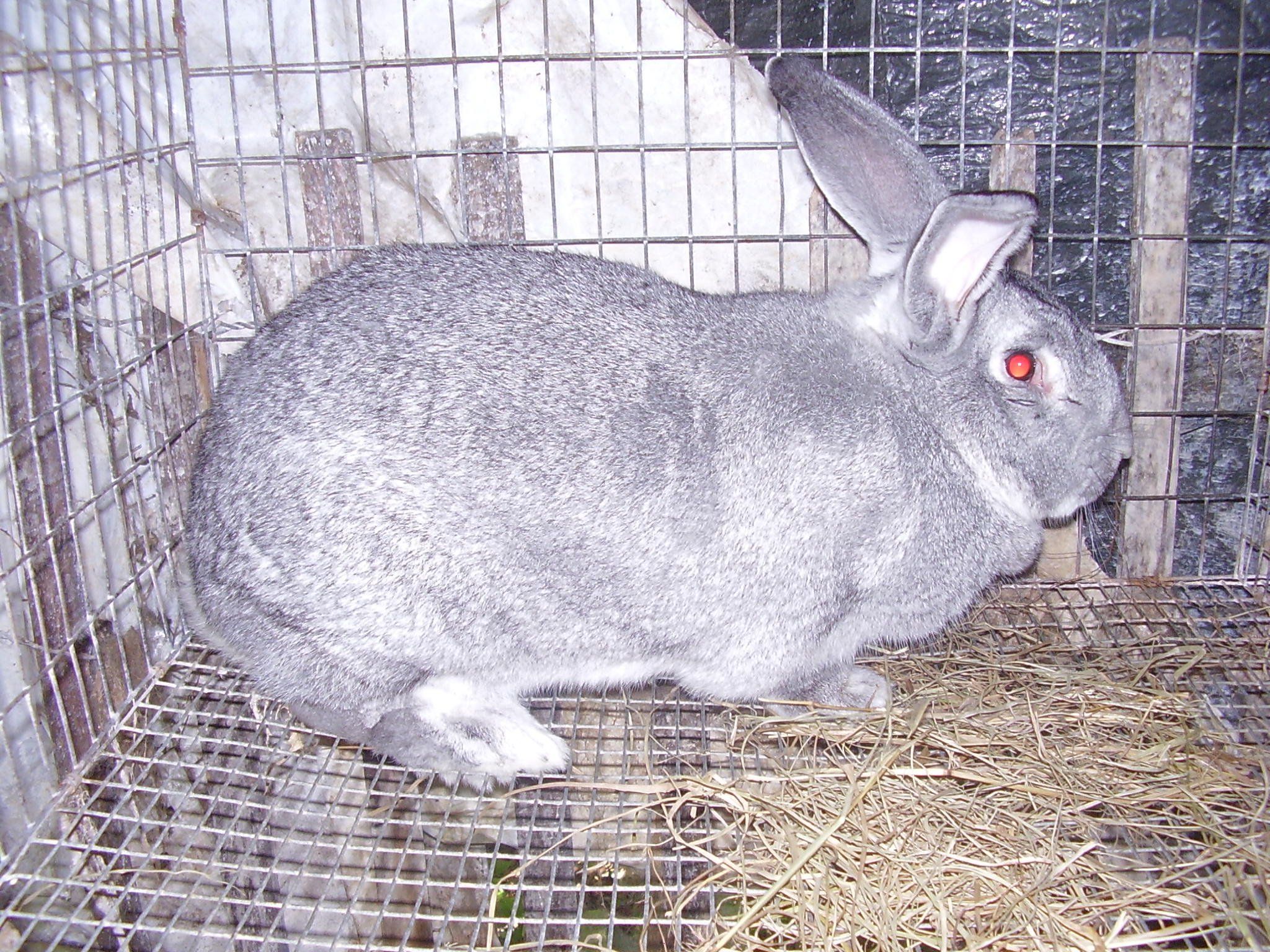 Кролики породы шиншилла