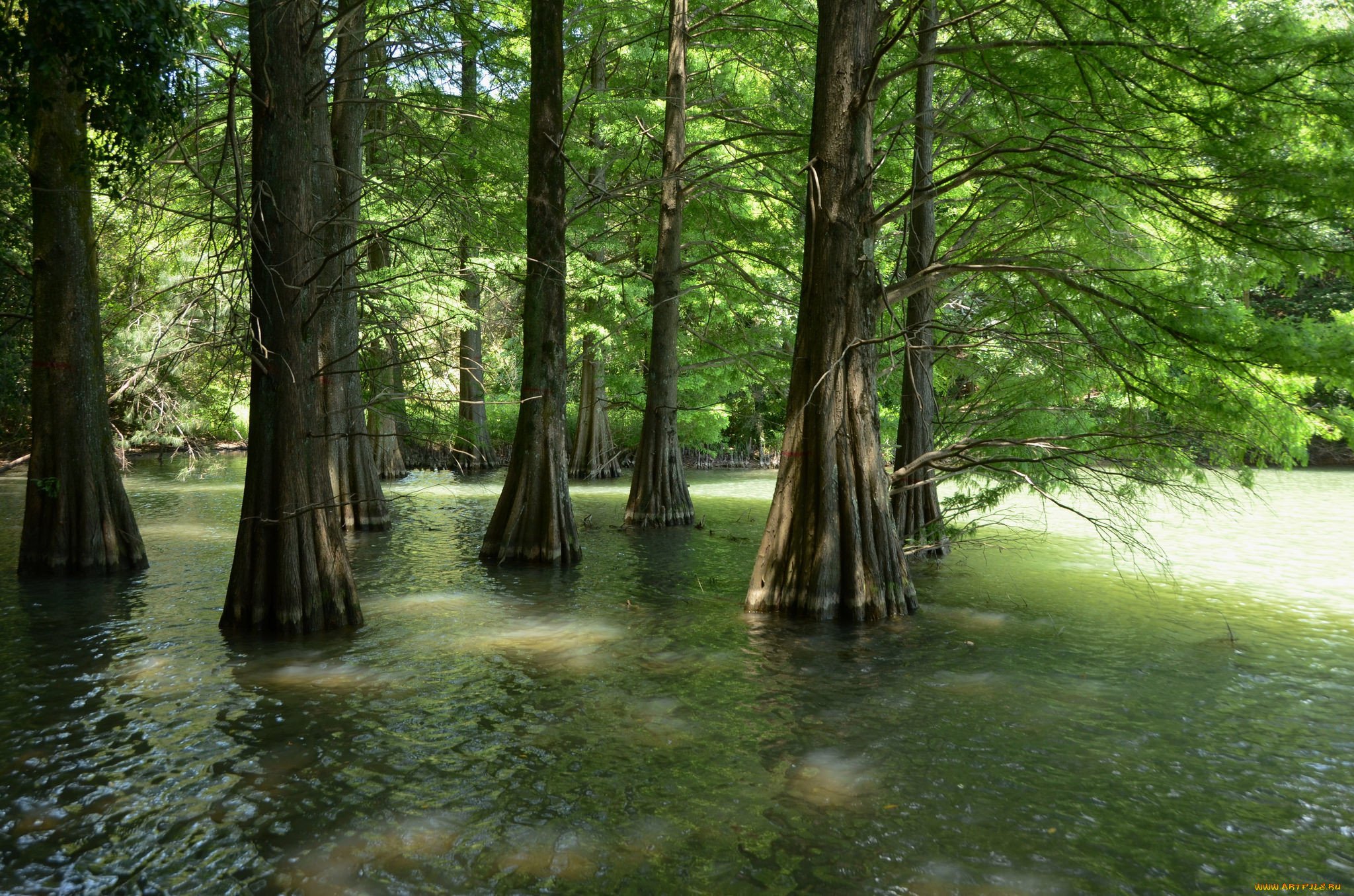 Лес затопленный водой. Затопленный лес Краснодарский край. Болотные кипарисы в Анапе. Кипарисовое озеро Эстетика. Дерево у воды.