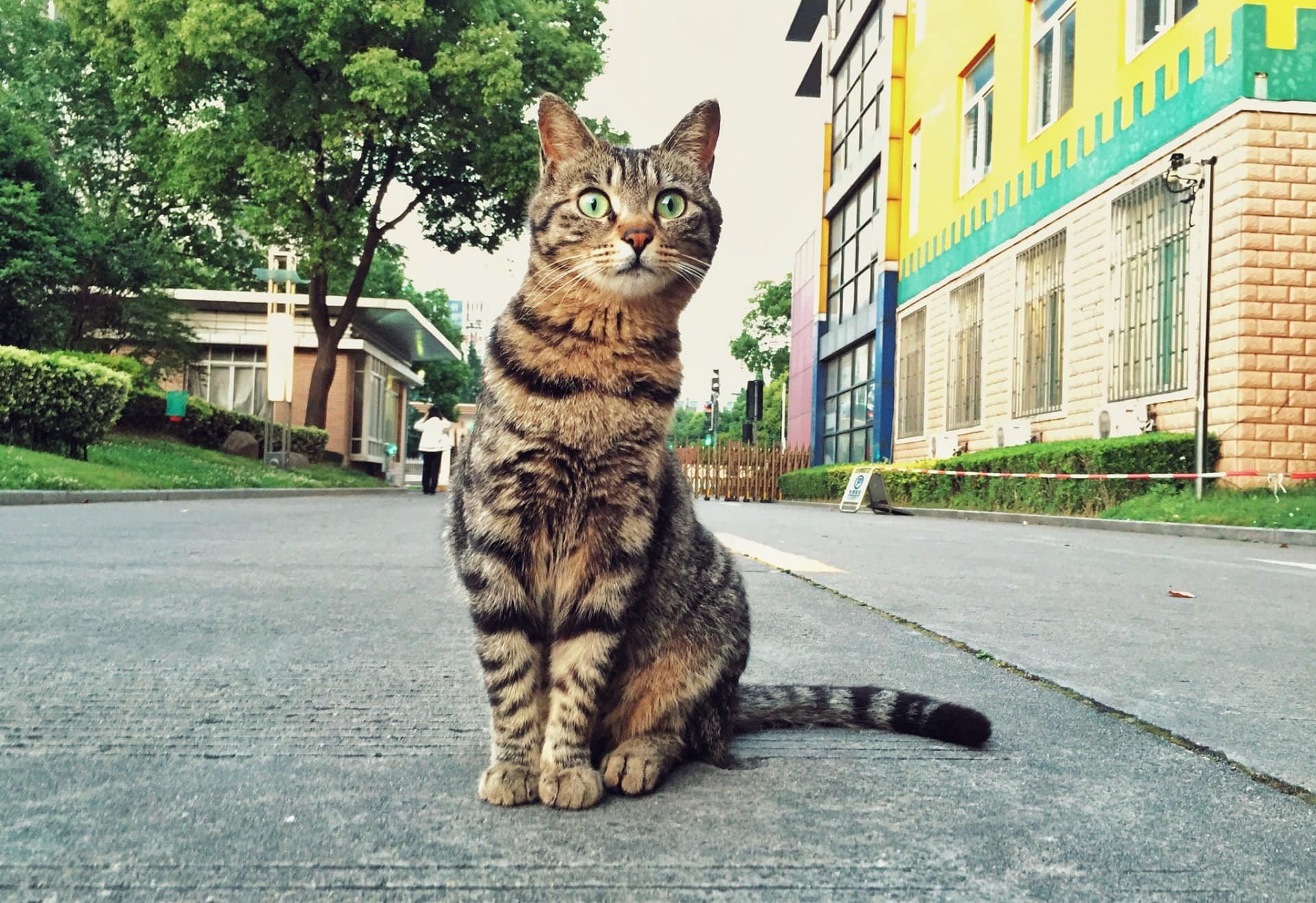 Подобрала кошку улицы. Кот. Кот на улице. Уличные коты. Кошка сидит.