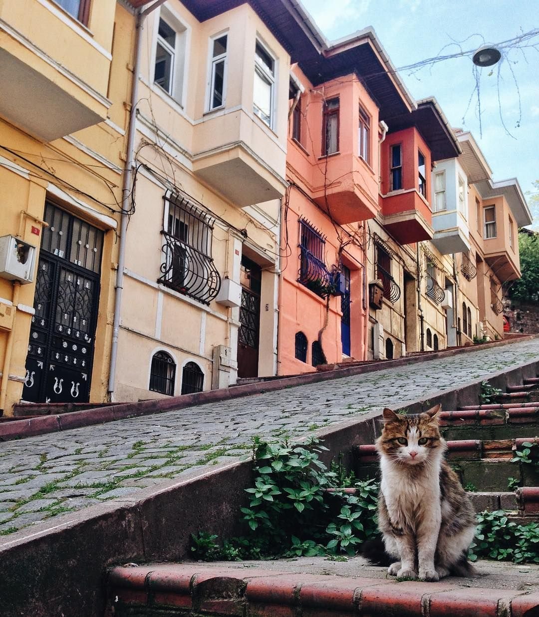 Турецкий город коз и кошек. Балат Стамбул. Балат фотосессия Стамбул. Балат Стамбул Чукур. Стамбул город кошек.