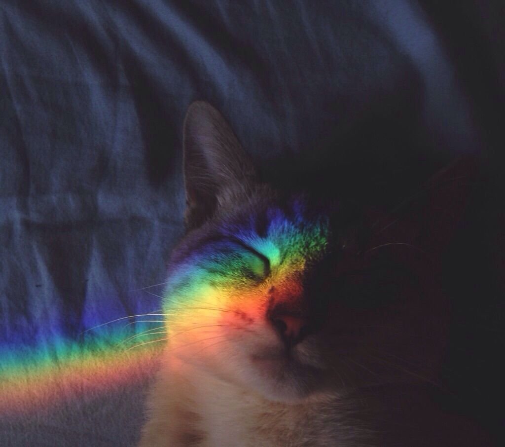 Эстетика котики на аву. Радужная кошка. Радужный кот Эстетика. Кот с радугой. Кошка на радуге.