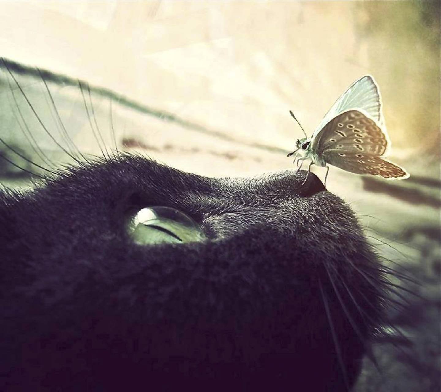 Аватарки с бабочками. Кот и бабочка. Кошка с бабочками. Котик с бабочкой. Кот с бабочкой на носу.