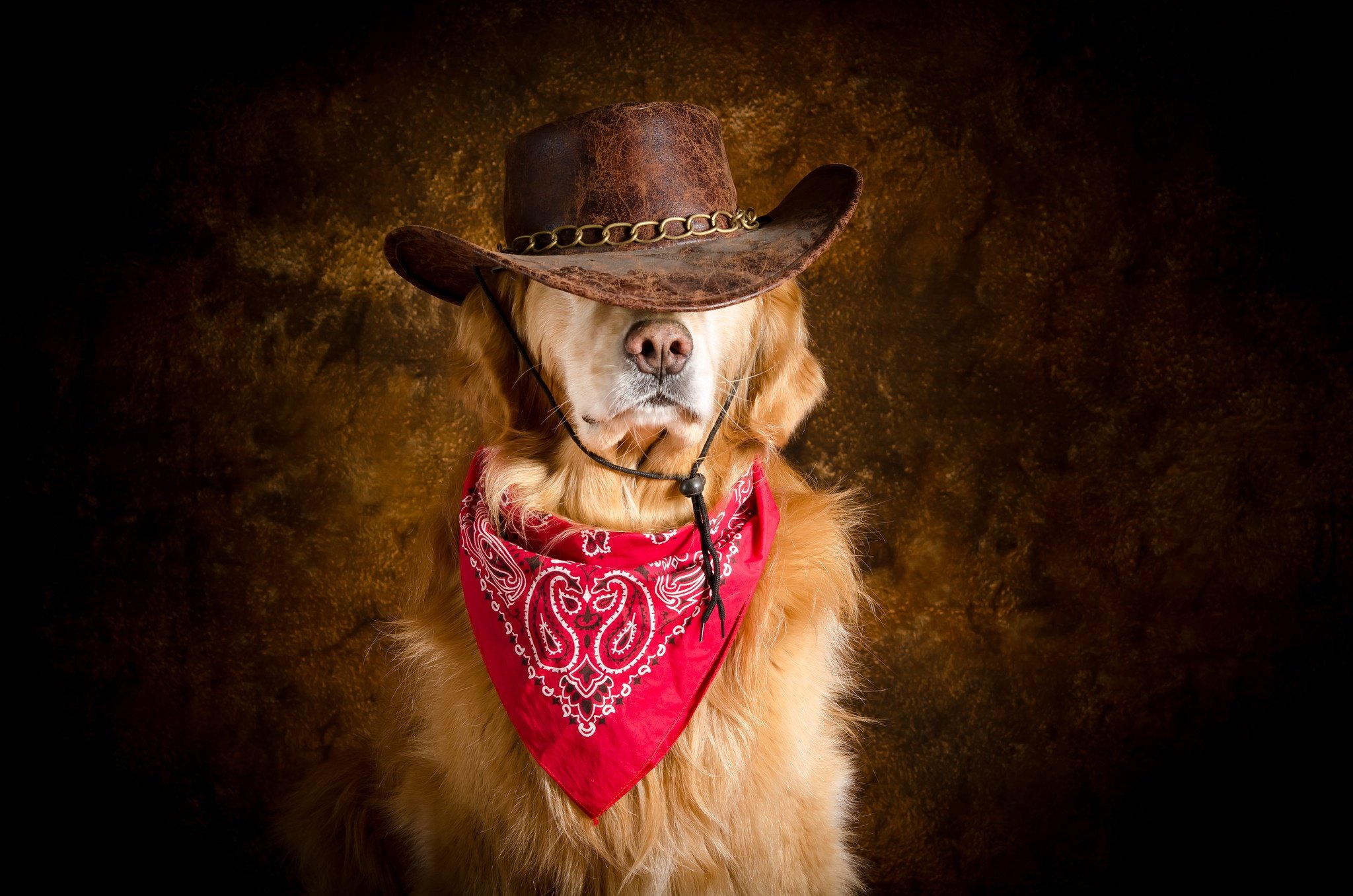 Собака ковбой. Собака в шляпе. Пес в ковбойской шляпе. Собаки в шляпах ковбоев.