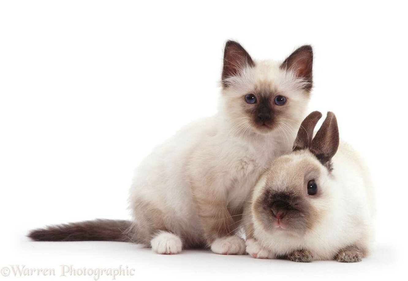 Обнинская с зайчиком. Кот и кролик. Кролик и котенок. Сиамская кошка на белом фоне. Зайчик и котик.