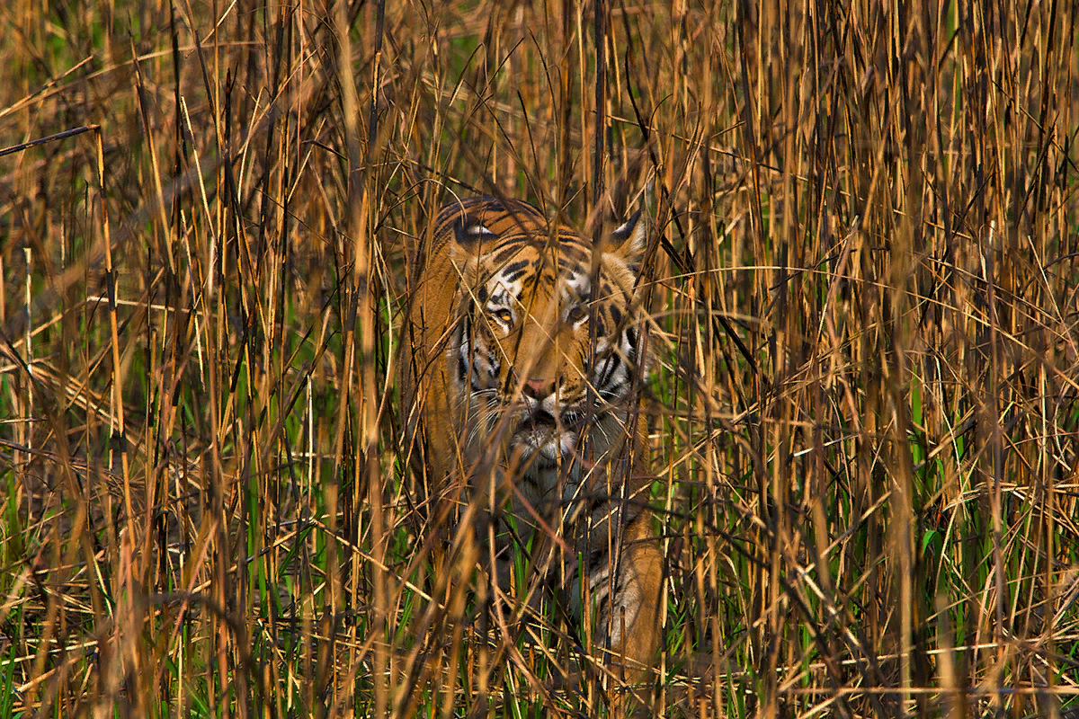 Тигр в засаде мем. Покровительственная окраска тигра. Амурский тигр маскируется. Камуфляж животных в природе. Тигр в засаде.